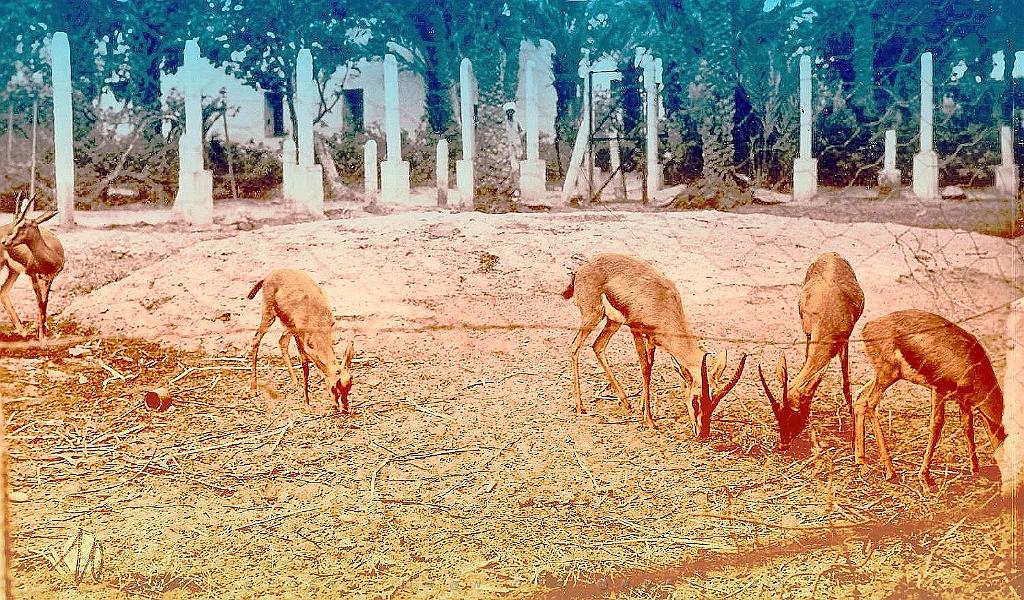 Colomb-bechar 513- Gazelles jardin public.jpg